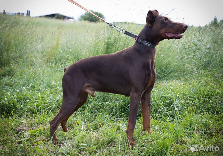 Доберман Рамзес в дар