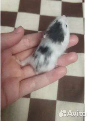Хомяк Кэмпбелла