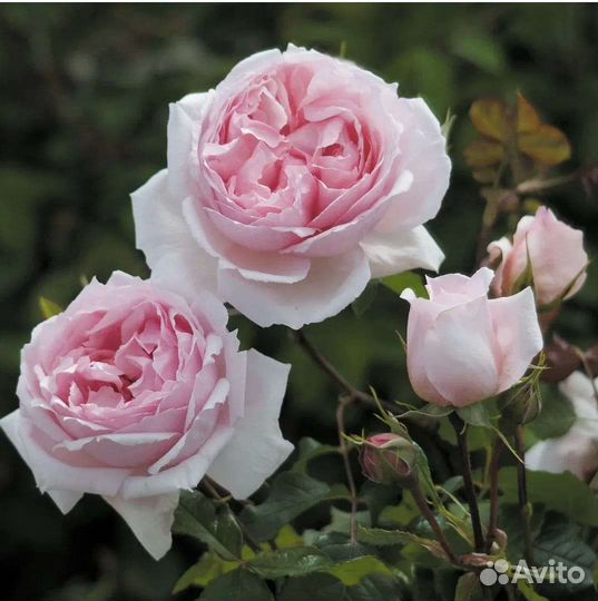 Английские розы Wedgwood