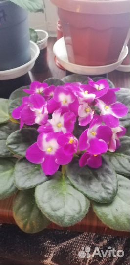 Продам цветы домашние