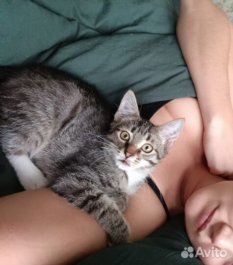 Котенок рысёнок ищет дом