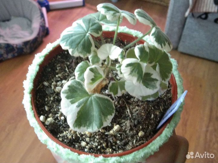 Пеларгония пестролистная