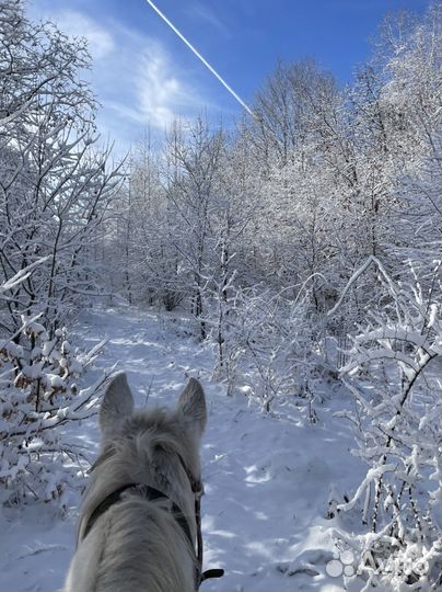 Конные прогулки, походы