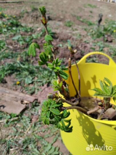 Каштан саженцы