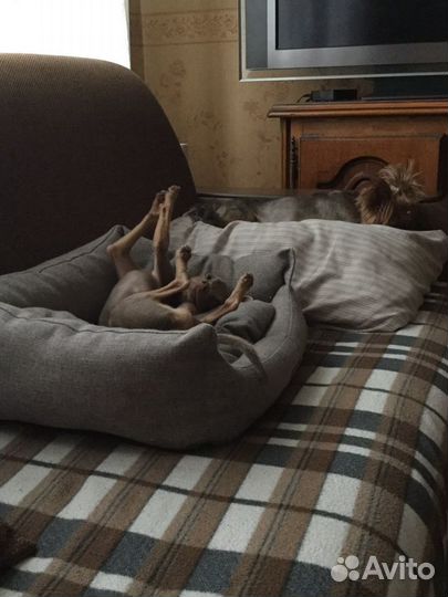 Передержка