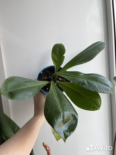 Филодендрон кустовой