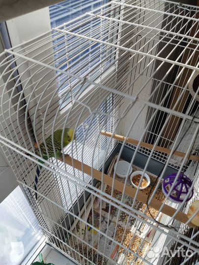 Попугай волнистый и большая клетка