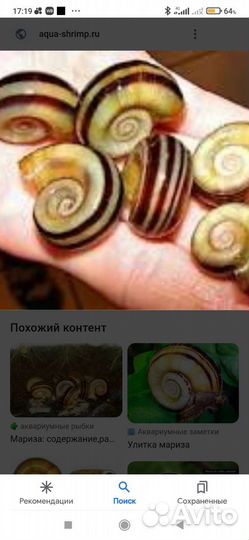 Улитка ампулярия мариза