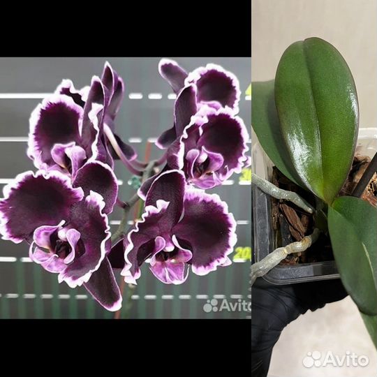 Фаленопсис Summer Breath