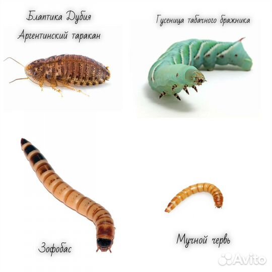 Сверчки,мыши,зофобас