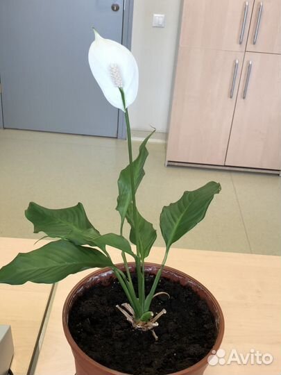 Спатифиллум Верди