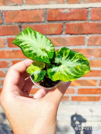 Сингониум яичница