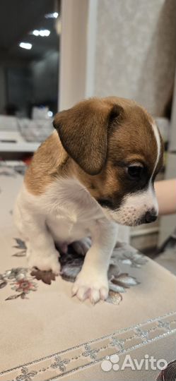 Щенок джек рассел