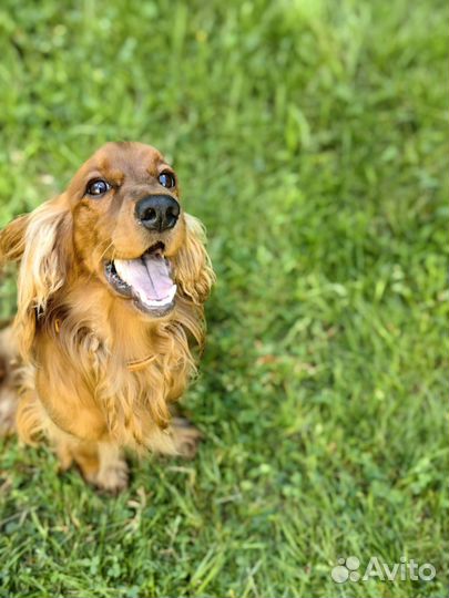 Английский кокер спаниель вязка