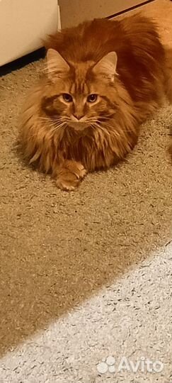 Мейн-кун покидакт вязка