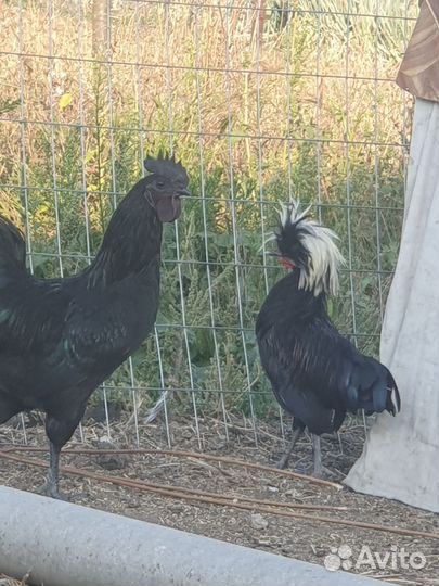 Молодые петушки