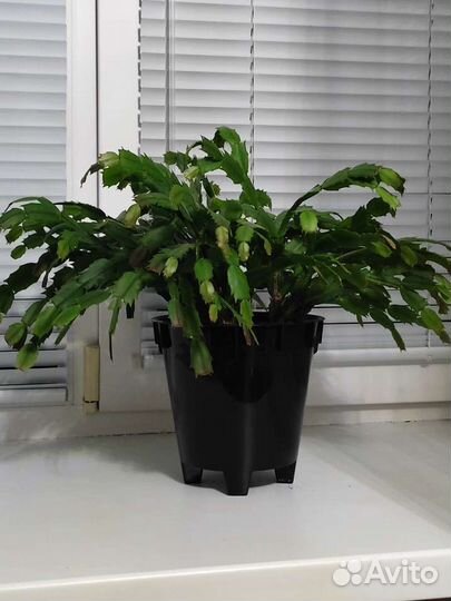 Декабрист шлюмбергера