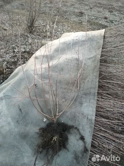 Черноплодная рябина