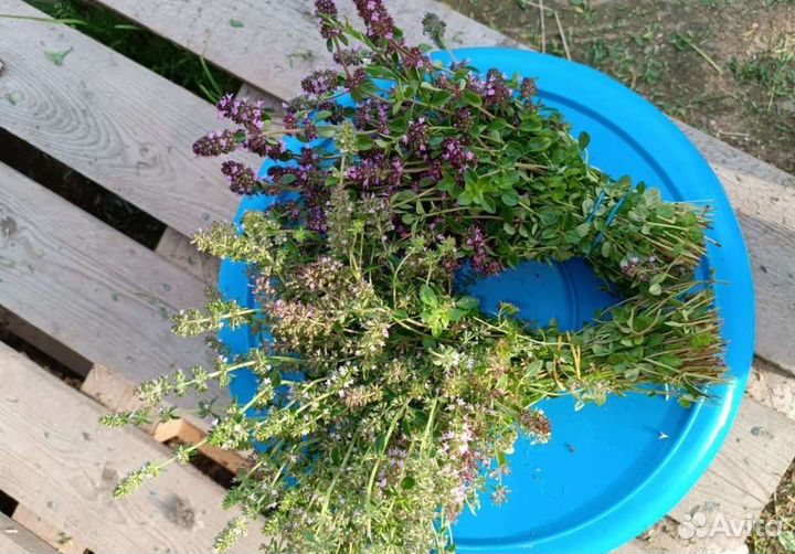 Ароматные травы ополаскива3 банки акриловой краски