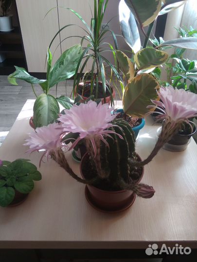 Кактус эхинопсис