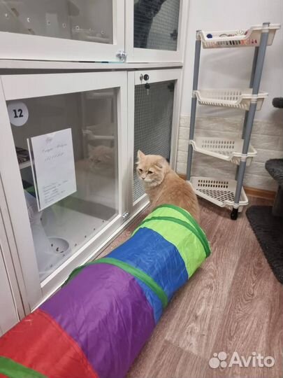 Передержка\ зоогостиница Зооняня