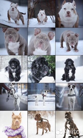 Фотограф-анималист