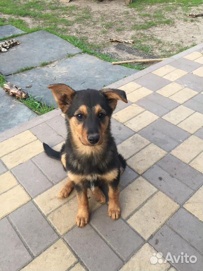 Пристройство животных (собаки)