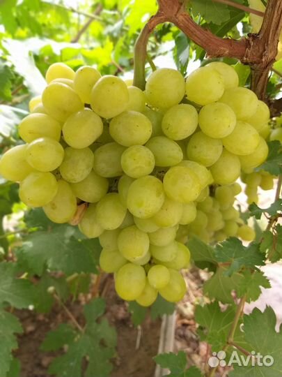 Черенки винограда