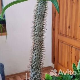 Пахиподиум Мадагаскарская пальма, суккулент, кактус. Без горшка.