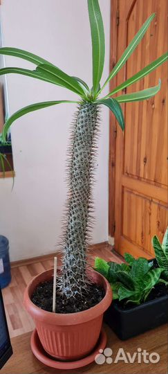 Пахиподиум (Мадагаскарская пальма)