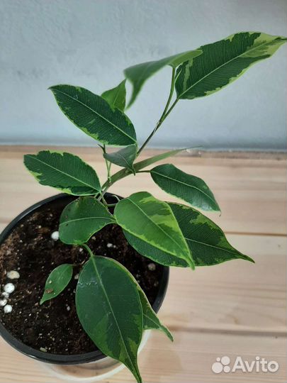 Бегония Грифон