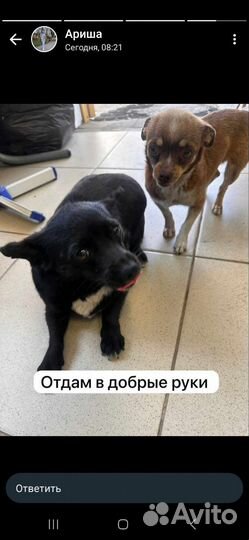 Собака в добрые руки отдам бесплатно