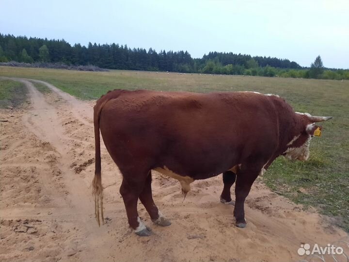 Продаётся бык производитель