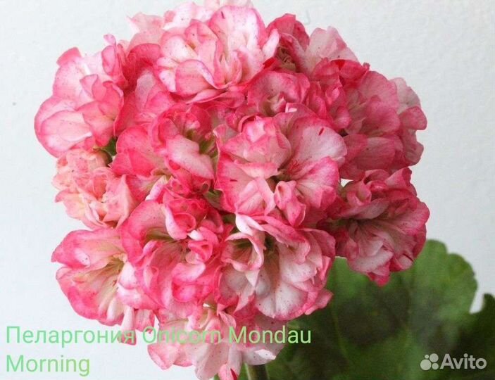 Пеларгонии сортовые
