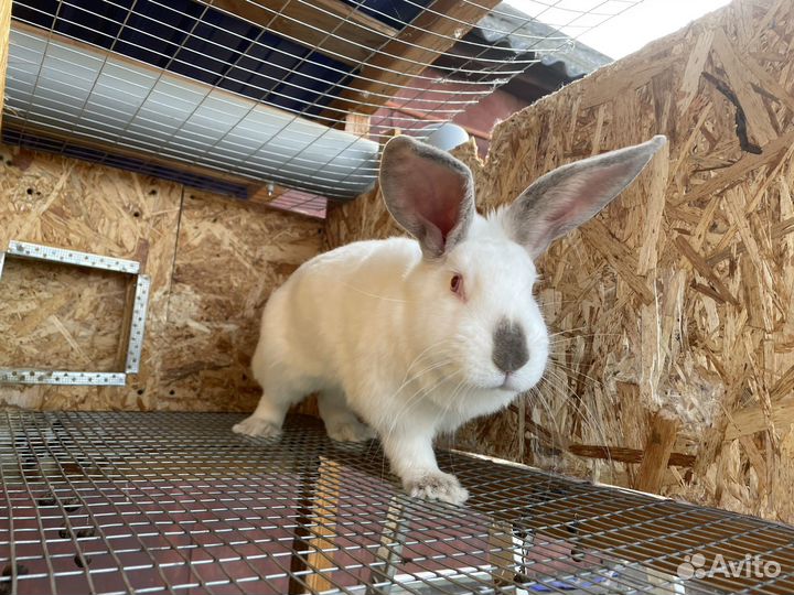 Крольчиха