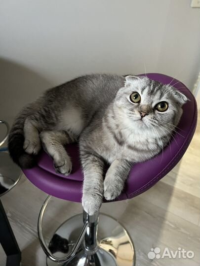 Шотландская вислоухая кошка