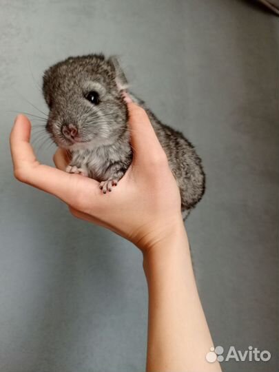 Шиншиллята