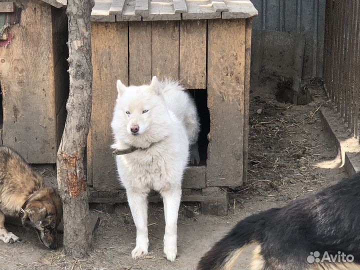 Помесь хаски
