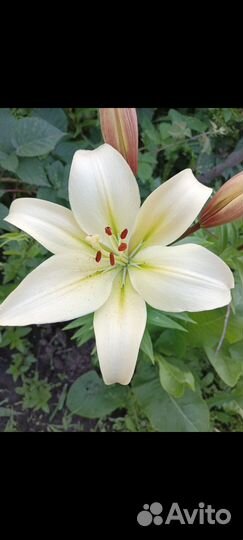 Малина саженцы, лилия белая