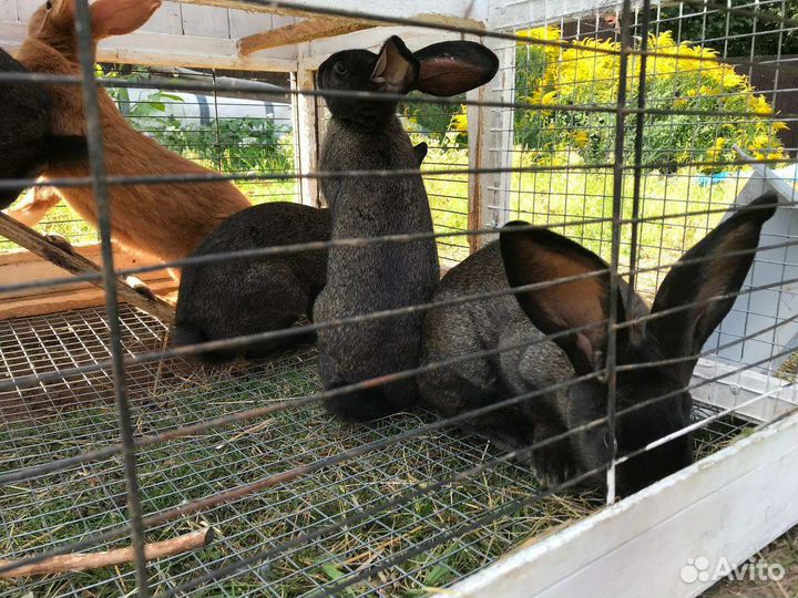 Кролики помесные