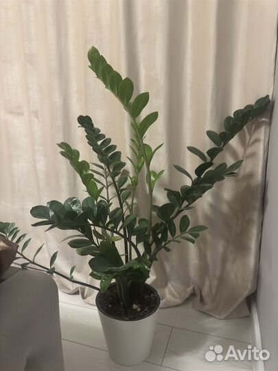 Замиокулькас вариегатный