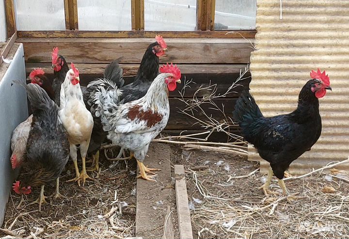 Молодые петухи