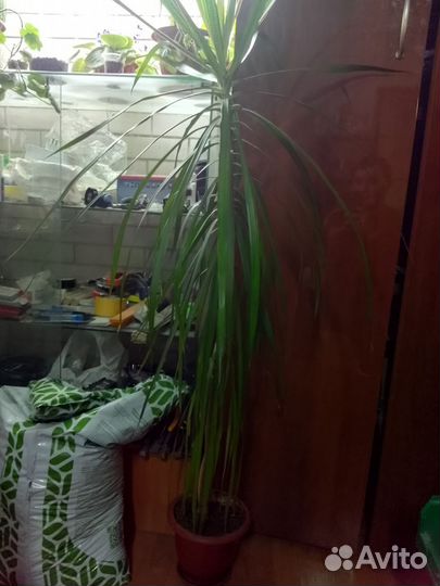 Продам цветок