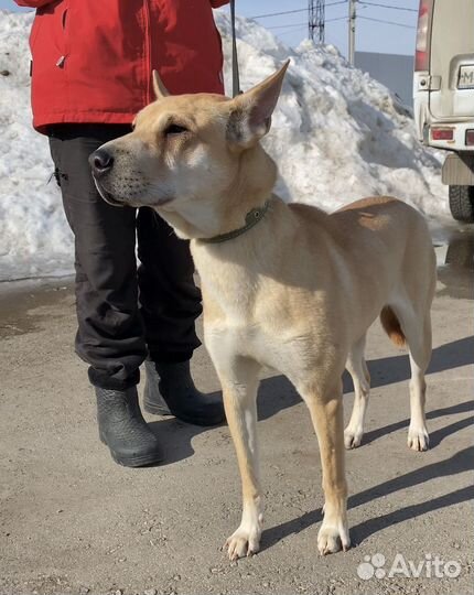 Собака шарпей метис девочка