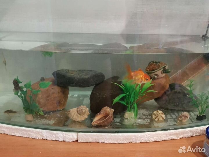 Аквариум с рыбками