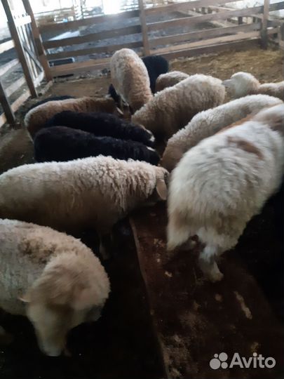 Овцы бараны