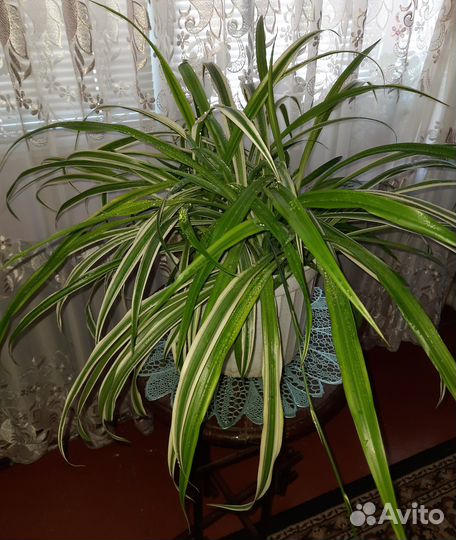 Хлорофитум