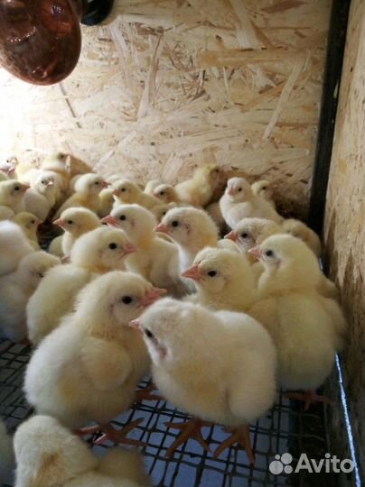 Суточный и подрощенный бройлер
