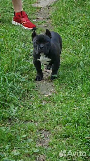Американские булли щенки мальчики