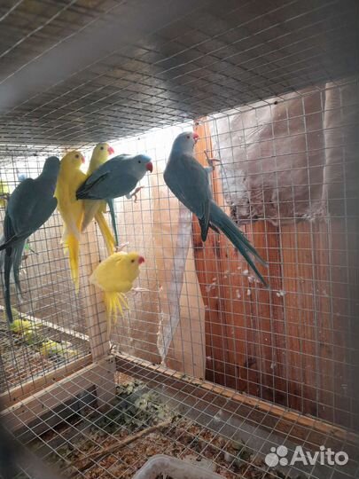 Ожереловый попугай